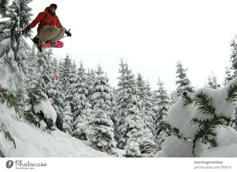 ski#2 Pulverschnee springen Skifahrer Wald Baum Skifahren Extremsport Schnee air