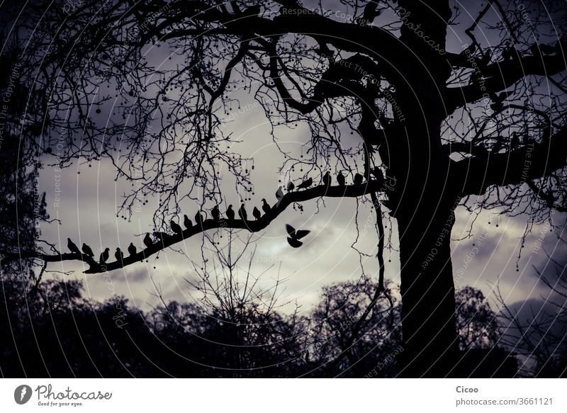 Tauben, die in einer Reihe auf einem Ast sitzen London Straße Ausflug Urlaub Baum Zweig Baumstamm Vogel Vögel fliegen Sitzen Tier Kontrast Außenaufnahme Feder