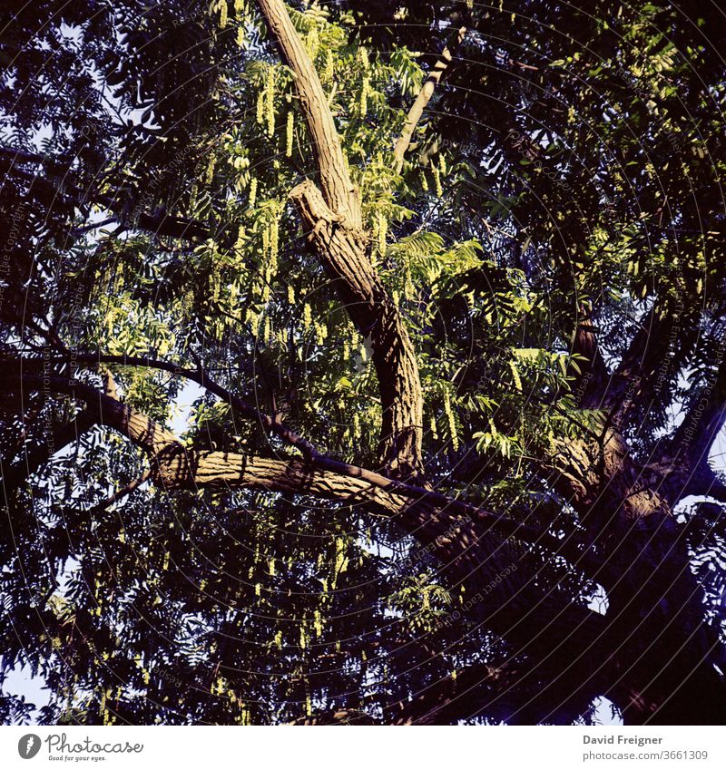 Alter großer Baum bei Sonnenuntergang. Analoge Mittelformat Film Aufnahme Ast Äste und Zweige alt uralt Licht Sonnenlicht Blätter analoge fotografie