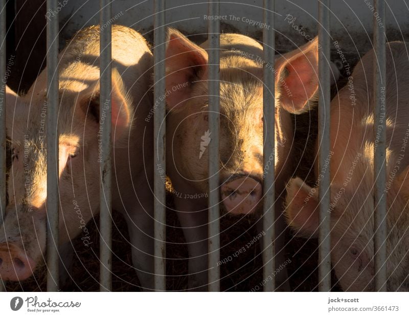 verschließen Sie nicht die Augen vor dieser Sauerei Hausschwein Tierporträt Nutztier Landwirtschaft rosa Gitter Stall Neugier Lichtschein 3 schweinezucht