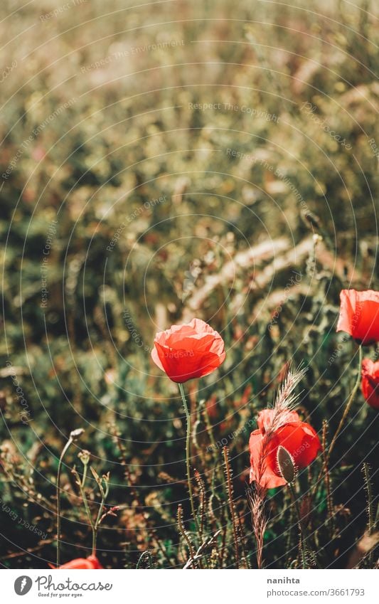 Roter Mohn auf einem Feld im Sommer Blume geblümt Hintergrund Gegenstück Frühling Sonne sonnig warm wunderschön natürlich Natur Blühend Blütezeit blühend rot
