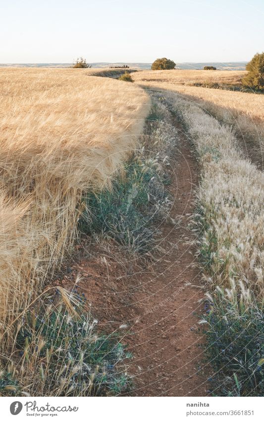 Goldene Getreidefelder in Spanien Feld Sommer Weg Landschaft Feldfrüchte Müsli Bauernhof ruhig Ort Stille Sonnenuntergang golden schön Natur natürlich im Freien