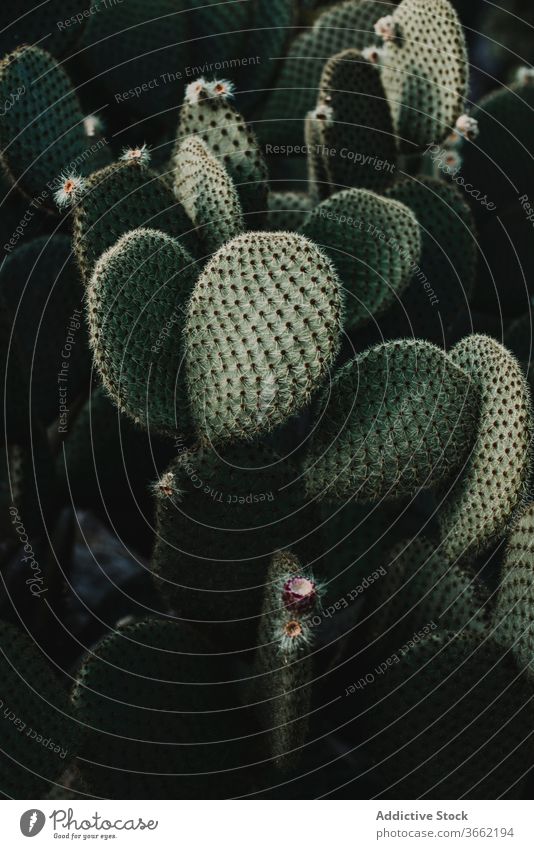 Exotische Opuntie-Pflanze mit blühenden Blüten Kaktus opuntia piecken Blütezeit Blume Botanik Flora Wachstum filigran Gewächshaus Garten frisch Natur vegetieren
