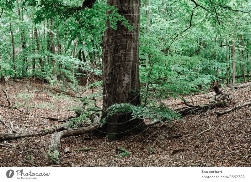 Stamm einer großen Buche im Wald auf Laubboden Baum Waldboden grün Walden Zweige Äste Natur Erholung durchatmen Entspannung Ruhe Blatt Tag Baumstamm Buchenwald