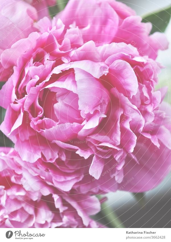 Blütenblätter einer Pfingstrose, Königin des Tages... Blumen bluten rosa Pflanze Farbfoto Natur Frühling bereits Nahaufnahme Sommer frisch natürlich Blütenblatt