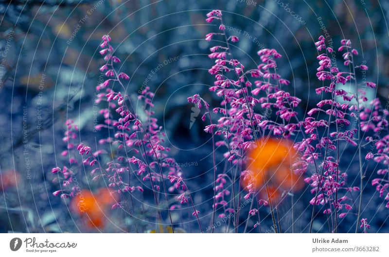 Zarte pinke Blüten des Purpurglöckchens (Heuchera) Purpurne Glocken haychera Blumen blüht filigran Blühend Pflanze Natur Sommer Garten natürlich Farbfoto hübsch