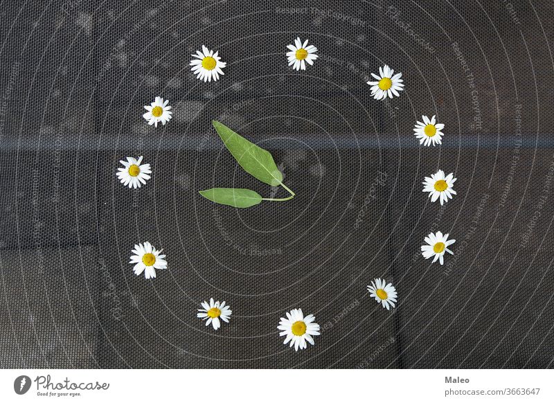 Uhr von weißen Gänseblümchen und Blattpfeilen Pfeil Kamille Zifferblatt Blume grün Minute Zeit zuschauen Hintergrund vereinzelt Sommer gelb