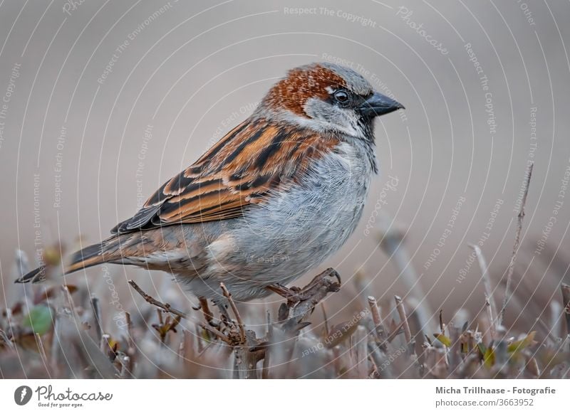 Spatz auf der Hecke Sperlingsvögel Tiergesicht Auge Schnabel Flügel Feder Krallen Zweige u. Äste Vogel Wildtier beobachten Blick nah natürlich Schönes Wetter