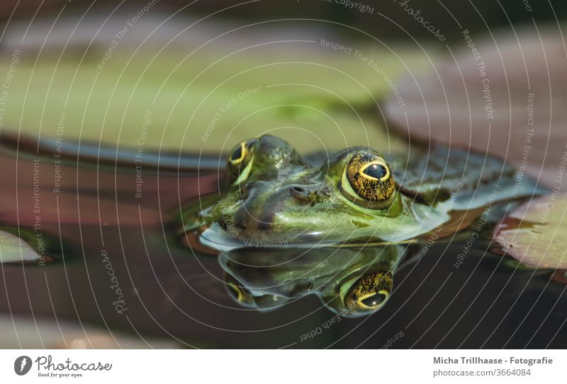 Frosch schaut aus dem Wasser Teichfrosch Pelophylax Wasserfrosch Kopf Gesicht Augen Maul Nase See Wasseroberfläche schwimmen Spiegelung Reflexion Spiegelbild