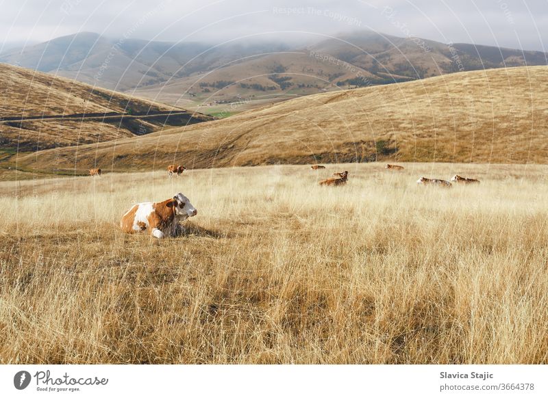 Landschaftliche Ansicht einer ländlichen, nebligen Berglandschaft mit einer Kuh . Natur- und Landschaftskonzept Ackerbau Tier Herbst schön blau Kühe Ernte Tag