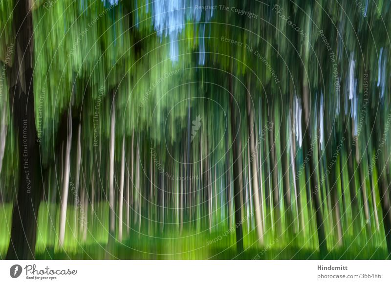 grafisch | gemalt Pflanze Baum Wald Bewegung Geschwindigkeit blau braun grün Leben Schmiererei Farbfoto mehrfarbig Außenaufnahme Experiment abstrakt