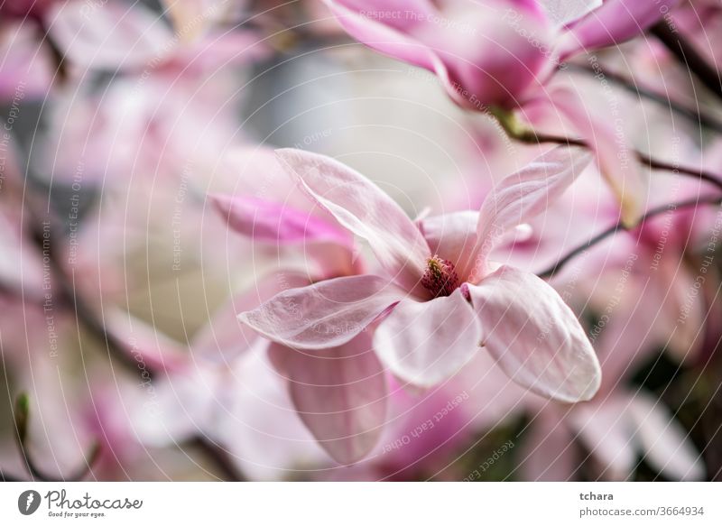 Nahaufnahme einer schönen weißen und rosa Magnolienblüte Blütenblätter Tautropfen Detailaufnahme Frühlingshintergrund tulpenförmig Magnolien-Tulpenbaum April