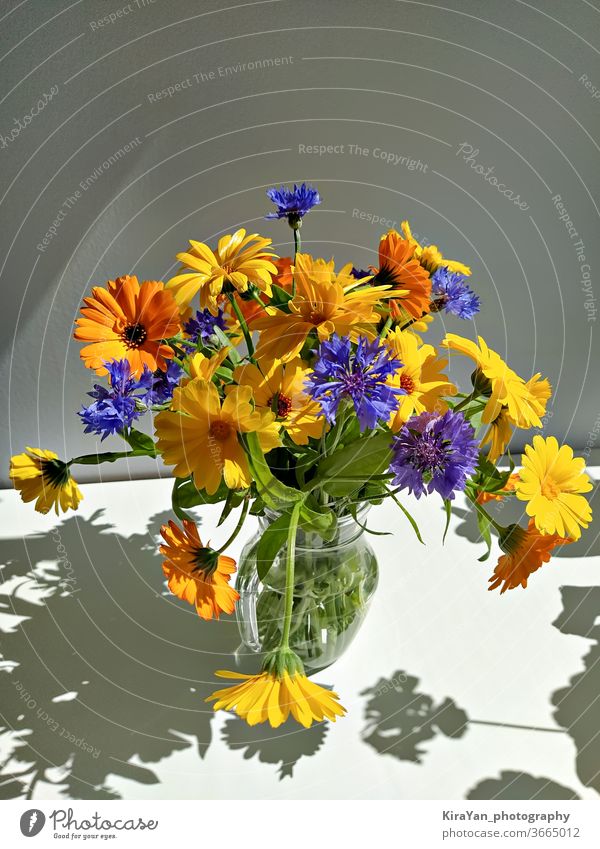 Natürliche Wildblume in Glasvase Blume Schatten Vase Haufen Frühling Sommer Wildpflanze Blütenknospen gelb natürlich Sonnenlicht rustikal leer modern