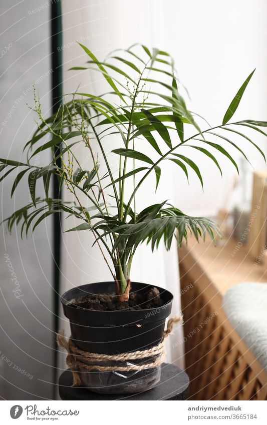 Frische grüne Pflanze mit dünnen Blättern in einer Vase auf der weißen Fensterbank. häuslicher Komfort. selektiver Fokus frisch Hintergrund Blatt Natur
