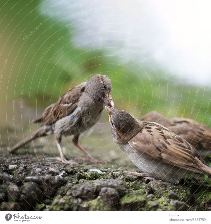 Zwei Vögel teilen sich ihr Futter. Vogel Spatz Spatzen füttern Tierporträt küssen sozial Fressen Schnabel