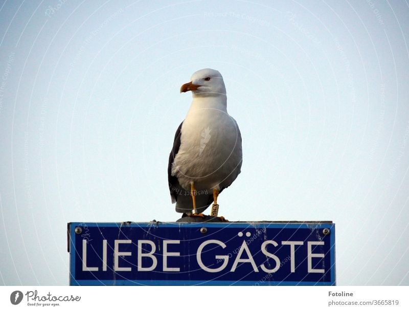 Na wo steckt die Fotoline? Die kommt doch immer hier vorbei! - oder eine Möwe sitzt auf einem Schild mit der Aufschrift "Liebe Gäste" und wartet. Möwenvögel