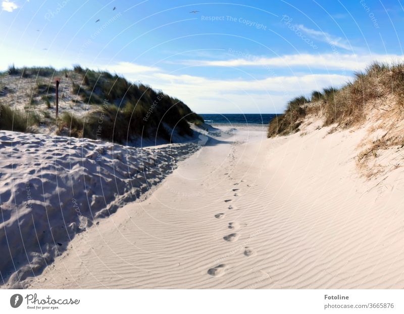 Ganz allein - oder einsame Spuren im Sand auf der Düne von Helgoland Urelemente Boden Erde Himmel Luft Außenaufnahme Farbfoto Natur Tag Umwelt Menschenleer