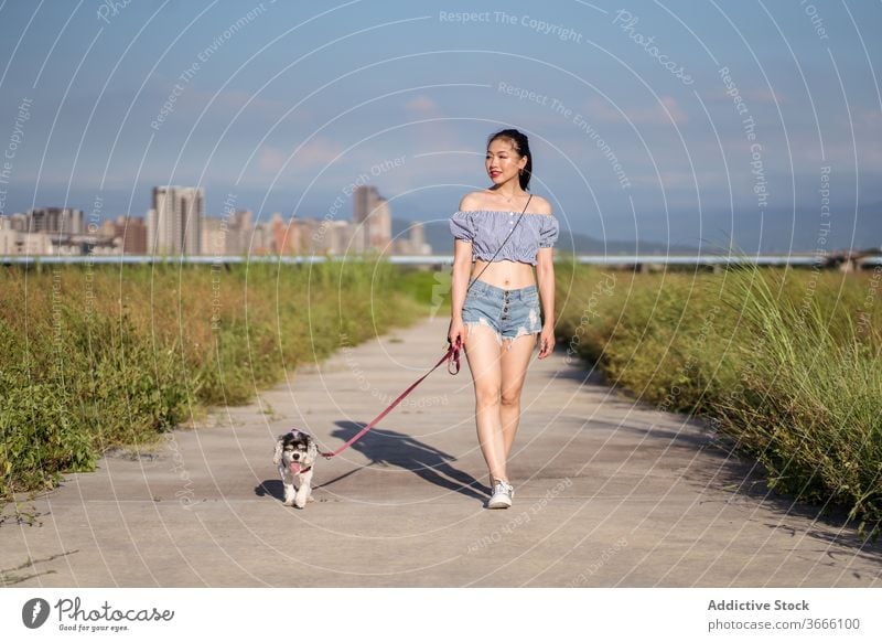 Asiatische Frau geht im Sommer mit reinrassigem Hund an der Leine spazieren Spaziergang amerikanischer Cockerspaniel Reinrassig Eckzahn Begleiter Weg anleinen