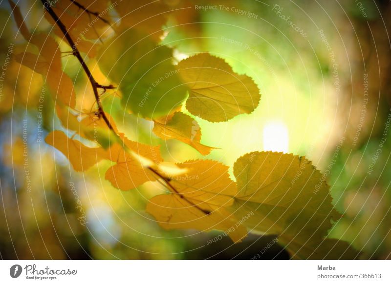 Herbstzeit Tee Gesundheit Gesunde Ernährung Natur Pflanze Schönes Wetter Wind Blatt Grünpflanze Nutzpflanze Linde authentisch nah natürlich gelb grün