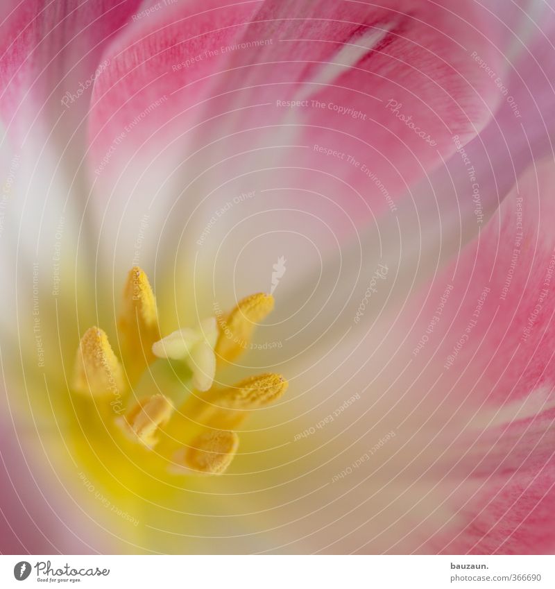 innenleben. elegant Dekoration & Verzierung Valentinstag Muttertag Geburtstag Pflanze Blume Tulpe Blüte Blühend Duft träumen verblüht ästhetisch gelb rosa weiß