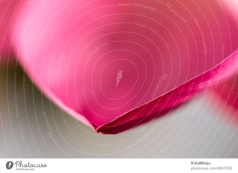 Das rosa Blütenblatt des Lotus strahlt leider nur ein paar Tage. Durch die Unschärfe kann man die Tiefe des Blütenblattes nur erahnen, was aber viel Freiraum für Interpretation und Text lässt....