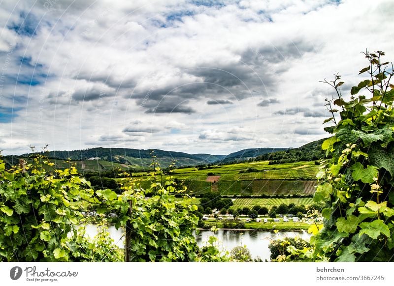 reinheitsgebot | moselwein Hunsrück Stadt Moselsteig Moseltal Weinbau Sonnenlicht Ruhe Weinstock Mosel (Weinbaugebiet) Rheinland-Pfalz Fluss Flussufer Idylle