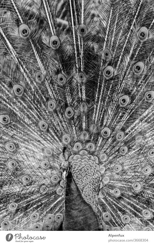 vornehme Blässe Pfau Vogel Außenaufnahme Menschenleer Pfauenfeder Stolz Tier Tierporträt eitel Brunft elegant ästhetisch Nahaufnahme Tag Wildtier exotisch
