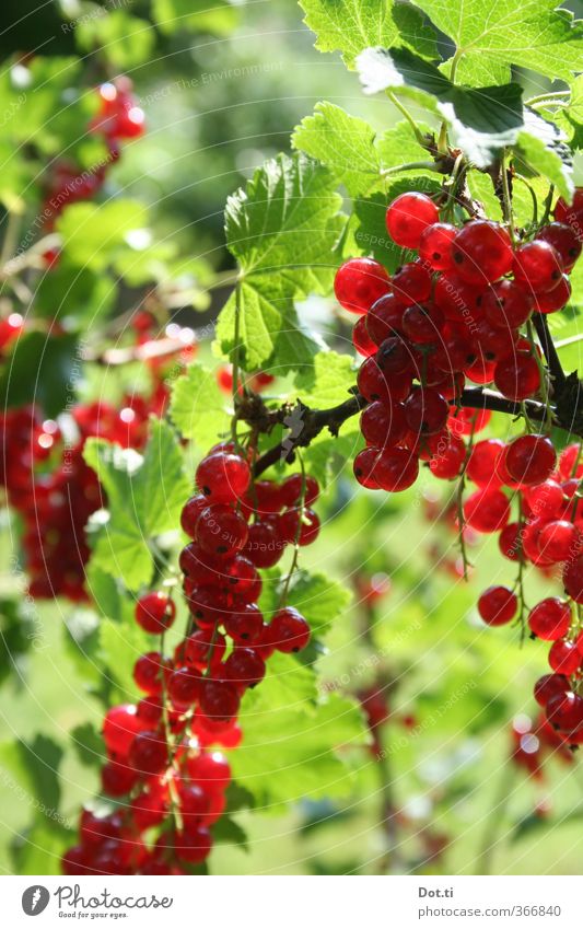 Sommerbeeren Pflanze Sträucher Nutzpflanze grün rot Natur rein Johannisbeeren Frucht reif Obstgarten sauer Zweig Fruchtstand Lebensmittel Farbfoto Außenaufnahme