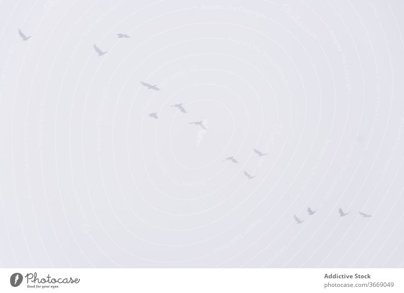 Vögel fliegen am grauen Himmel Schwarm Vogel Fliege Nebel Linie bedeckt Tier Windstille ruhig schweben Bewegung aktiv Umwelt Gelassenheit trist dumpf Flug