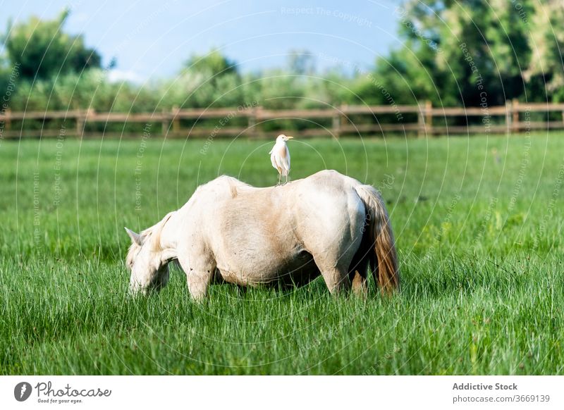 Pferd grasend auf grüner Wiese weiden Weide Feld üppig (Wuchs) natürlich Gras Natur Katalonien Spanien Tier Säugetier pferdeähnlich ländlich Grasland Park