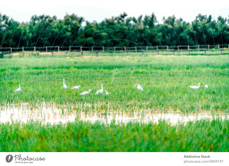 Schwarm von Störchen im Feuchtgebiet Storch Gras grün Sumpfgebiet nass Vogel Lebensraum der parc natural dels aiguamolls de l emporda Spanien Katalonien