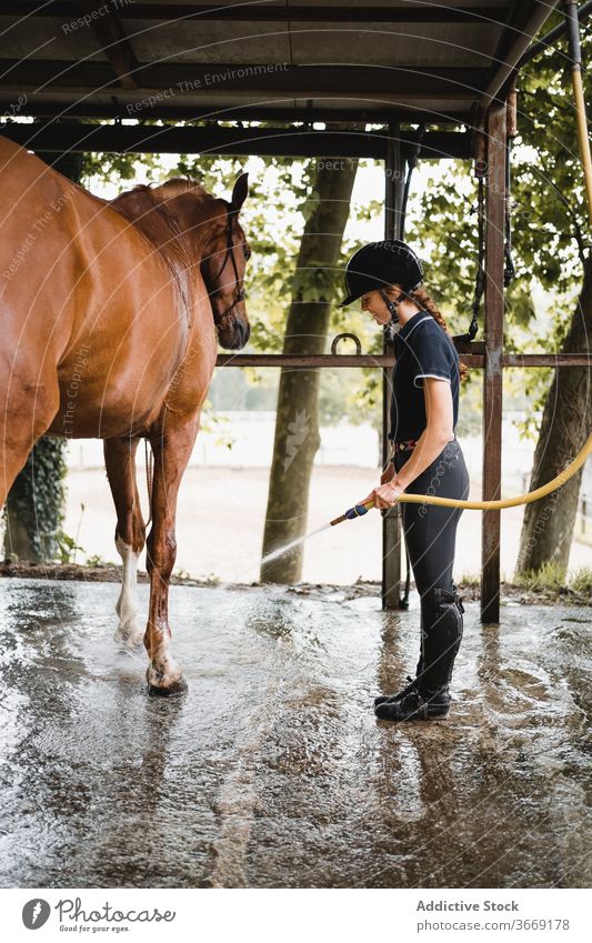 Reiterin wäscht Pferd auf Ranch Waschen Wasser Frau Schlauch Pflege Pferdestall Hygiene Tier Jockey Werkzeug Gerät Zügel Zaumzeug pferdeähnlich jung beschäftigt