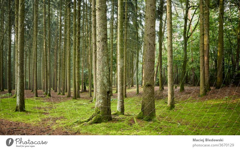 Panoramablick auf einen Wald am frühen Morgen. Holz Natur grün Baum Laubwerk Szene Wildnis wild Kofferraum niemand üppig (Wuchs) ruhig malerisch Waldgebiet