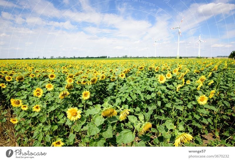 Ein Feld blühender Sonnenblumen unter blauen Himmel mit einigen Windrädern im Hintergrund Sonnenblumenfeld Sommer Blauer Himmel leicht bewölkt Schönes Wetter