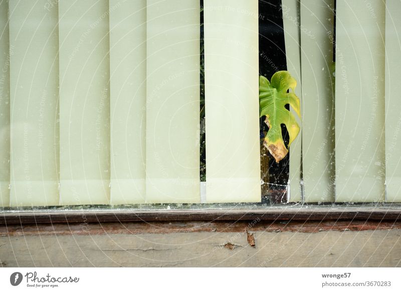 lebensnotwendig | Licht, Luft, Wärme und Wasser Thementag Zimmerpflanze Blattpflanze Grünpflanze Monstera Pflanze grün Topfpflanze Farbfoto Fenster Tag