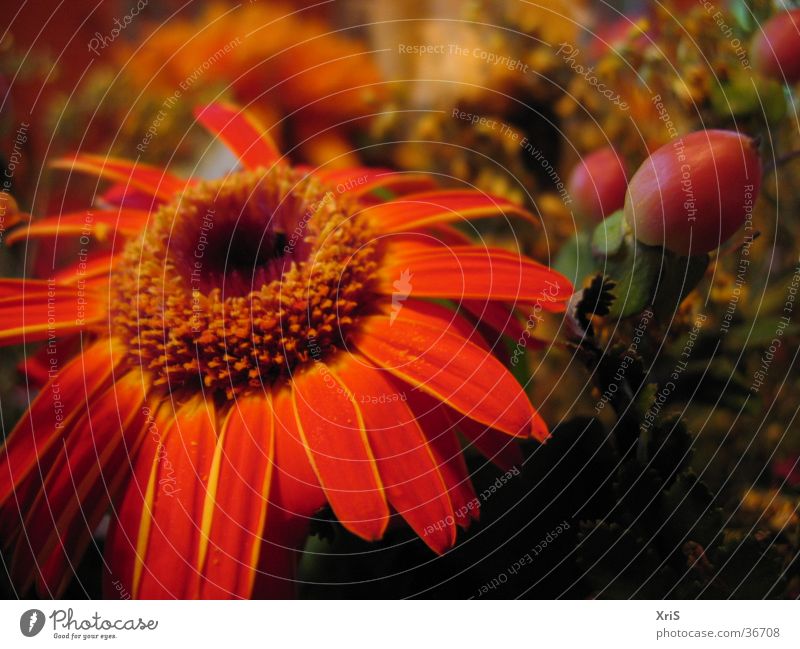 Gerbera im Strauß Blume Pflanze Blüte rot Detailaufnahme Nahaufnahme Makroaufnahme Blumenstrauß orange