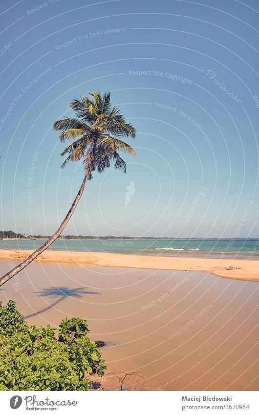 Retro-getontes Bild eines tropischen Strandes mit Kokospalme. Natur Fernweh Flucht Handfläche Sommer retro MEER altehrwürdig gefiltert Instagrammeffekt