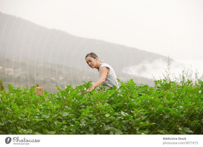 Frau spaziert entlang einer Plantage auf einem Bauernhof Landwirt Schonung Pflanze grün Spaziergang Senior Sommer wachsen vegetieren kultivieren Garten alt