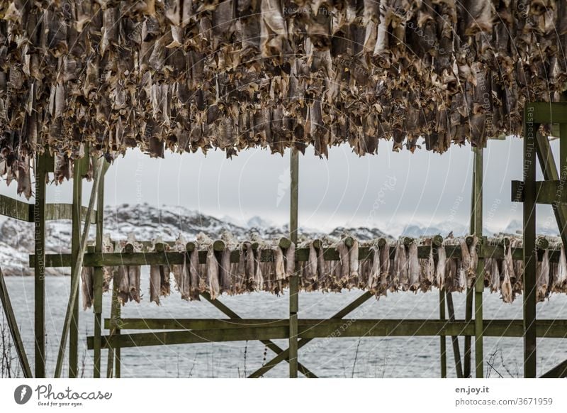 Stockfisch auf den Lofoten Fisch hängen trocknen Gestell Norwegen Skandinavien Norden Winter kalt Kälte aufhängen Lager Nahrung Essen Wasser Meer Inseln Küste