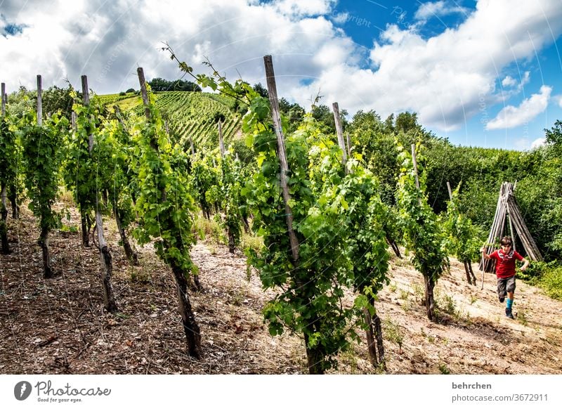 wein wandern Wege & Pfade Hunsrück Moseltal Weinbau Rheinland-Pfalz Mosel (Weinbaugebiet) Weinstock Weinberg Weintrauben Weinrebe Landschaft Berge u. Gebirge