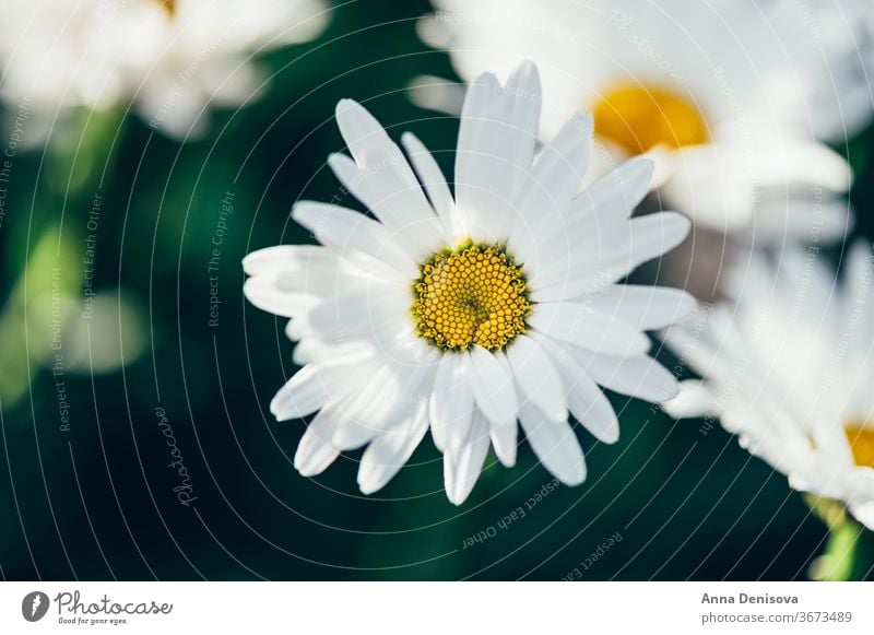 Weiße Gänseblümchen blumen - Stockfoto #11873259