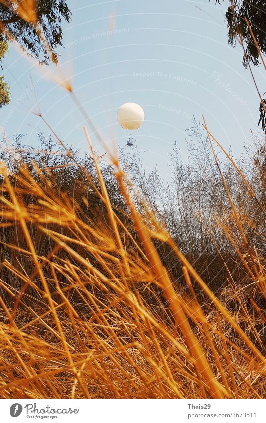 weißer fliegender Ballon Ballon über einem goldenen Grasfeld gelber Sonnenschein Panorama Goldenes Gras Herbstfarben sonnengelb quietschgelb Herbstgelb