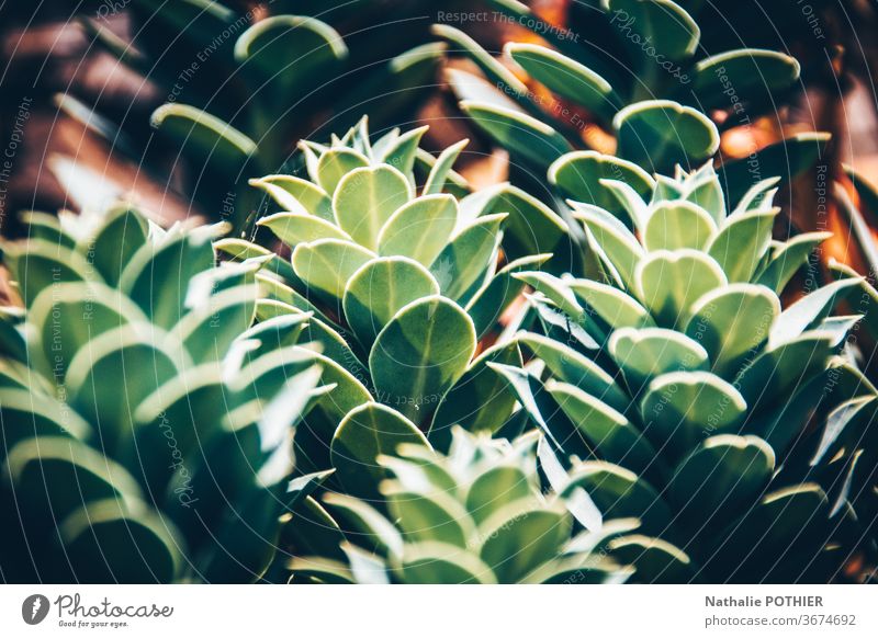 Sukkulenten in Nahaufnahme Pflanze Natur grün sukkulente Pflanze Topfpflanze Dekoration & Verzierung Zimmerpflanze Farbfoto Grünpflanze