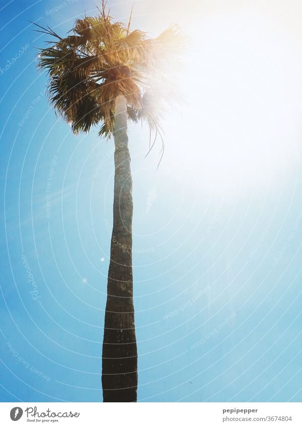 Palme im Gegenlicht mit blauem Himmel grün Pflanze Sommer Ferien & Urlaub & Reisen Sonne Tag Strand Außenaufnahme Baum Menschenleer Sommerurlaub exotisch Insel