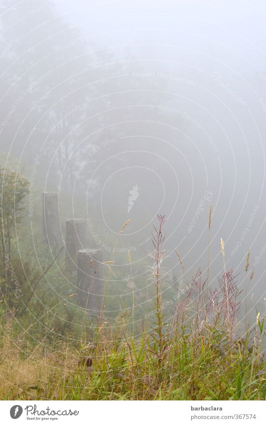 Lost im Nebel Landschaft Himmel Herbst Baum Gras Sträucher Hügel Holz hell grau Stimmung Einsamkeit Erfahrung Natur ruhig Sicherheit Sinnesorgane Umwelt