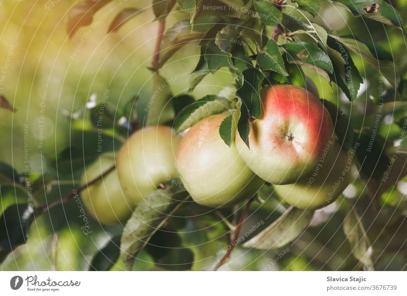 Reife Äpfel am Zweig einer Apfelplantage hängend Ackerbau Herbst Ast Haufen Kopie Ernte Tag lecker Essen Abend fallen Bauernhof Landwirtschaft Lebensmittel