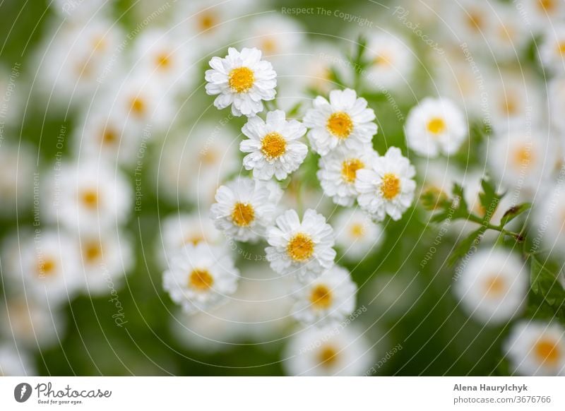 Weiße Matricaria (Fieberkraut) Blüten. Natürliches Abwehrmittel gegen Zangen (Zecke). Heilkräuter. Schöner natürlicher Hintergrund. Arboretum Asteraceae schön
