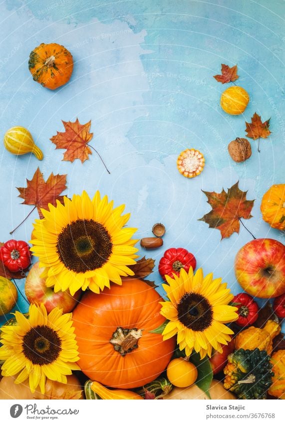 Verschiedene Kürbisse, Kürbisse, Äpfel und Sonnenblumen für den Herbst. Stillebenkomposition, kann für Thanksgiving, Halloween oder die Herbsternte verwendet werden