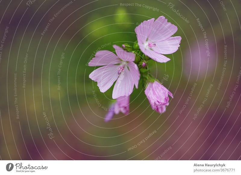 Blumenrosa sonniger Hintergrund. Zichorienblüten vereinzelt. Transparente schön Schönheit Blütezeit Überstrahlung botanisch Chicorée cichorium Farbe farbenfroh