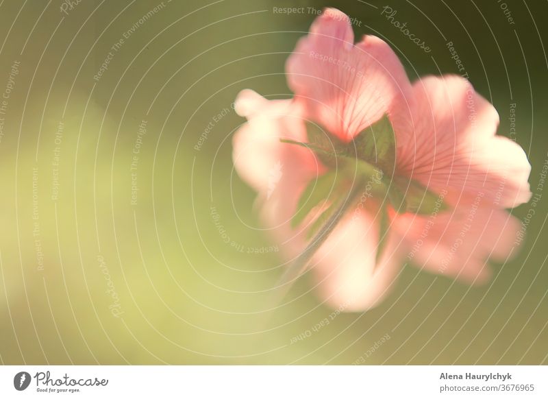 Weichzeichnender natürlicher Hintergrund durch blühendes rosa Fingerkraut. Element der Gestaltung abstrakt Asien asiatisch attraktiv Herbst schön Schönheit